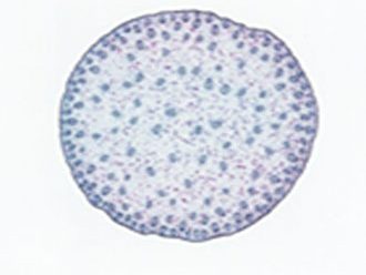 Microscope Slides