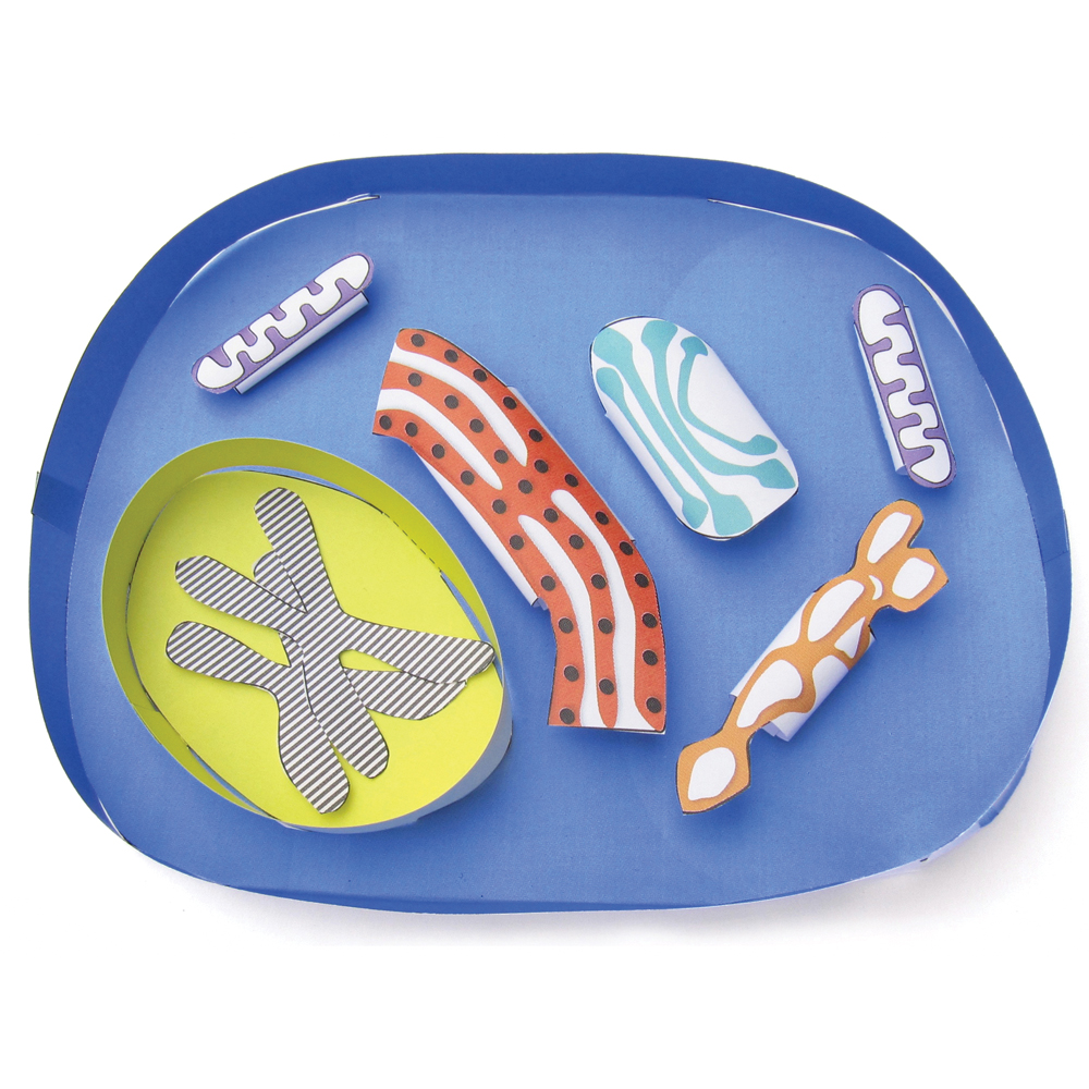 Origami Organelles™ 3-D Paper Model Kit: Animal Cell – AYVA – Carolina